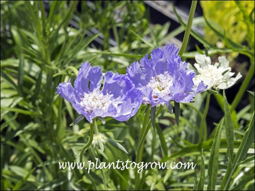 blue Issac House Scabiosa